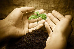 Hopeful Seeds